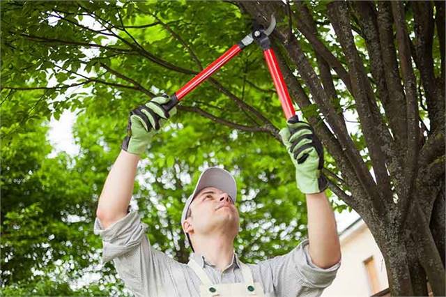 Merced Tree Services