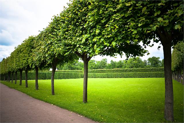 College Station Tree Service